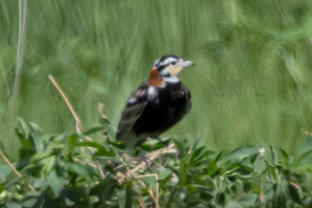 Chestnut-collared Longspur - ML616682616