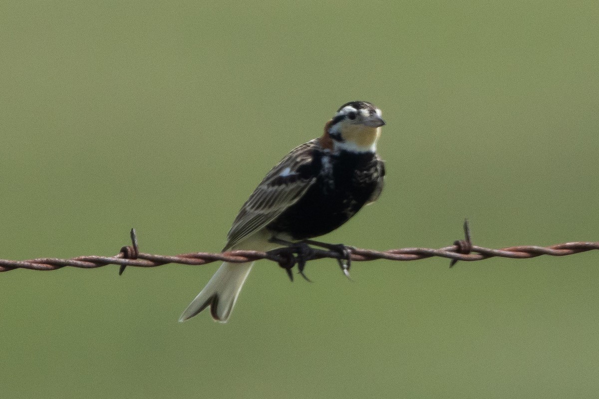 Chestnut-collared Longspur - Robert Raffel