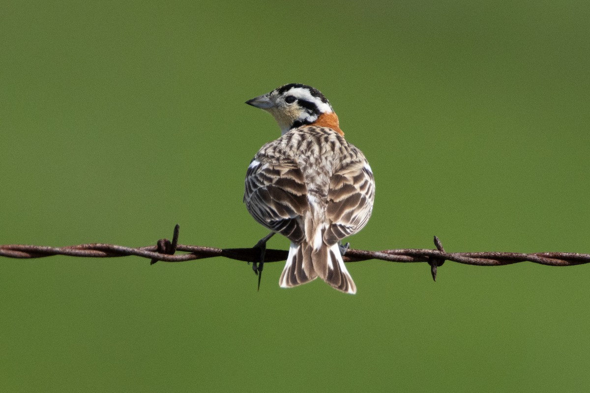 Chestnut-collared Longspur - ML616682624