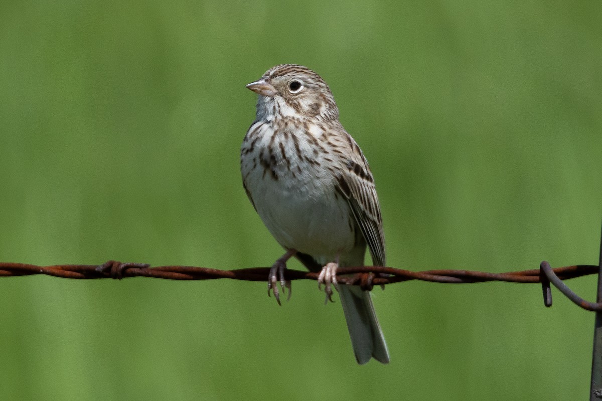 Vesper Sparrow - ML616682642