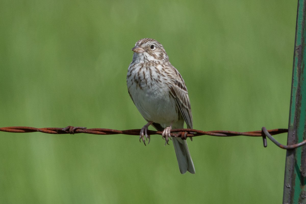 Vesper Sparrow - ML616682643