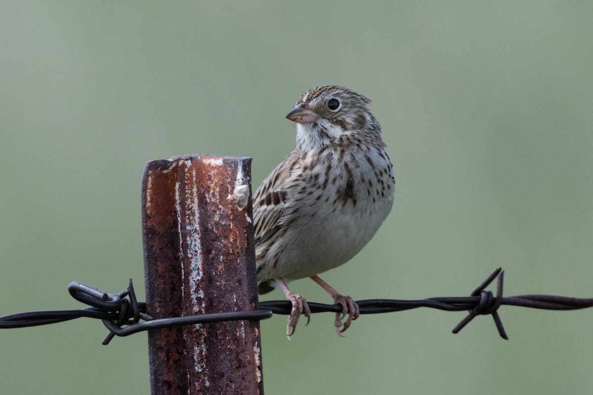 Vesper Sparrow - ML616682644