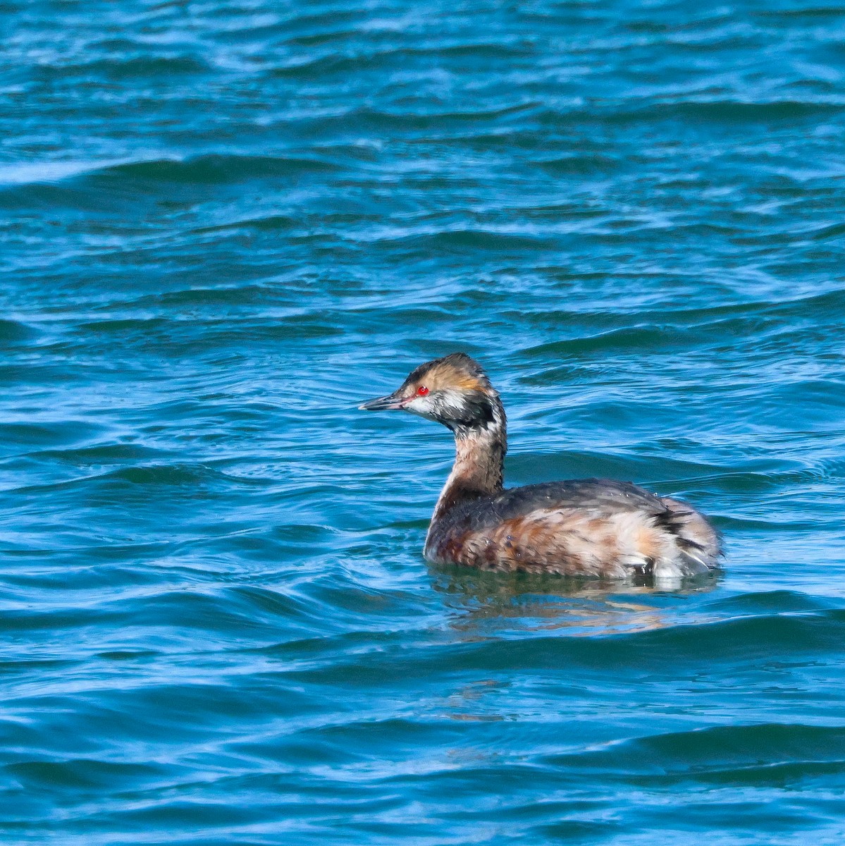 Horned Grebe - Lee Anne Beausang