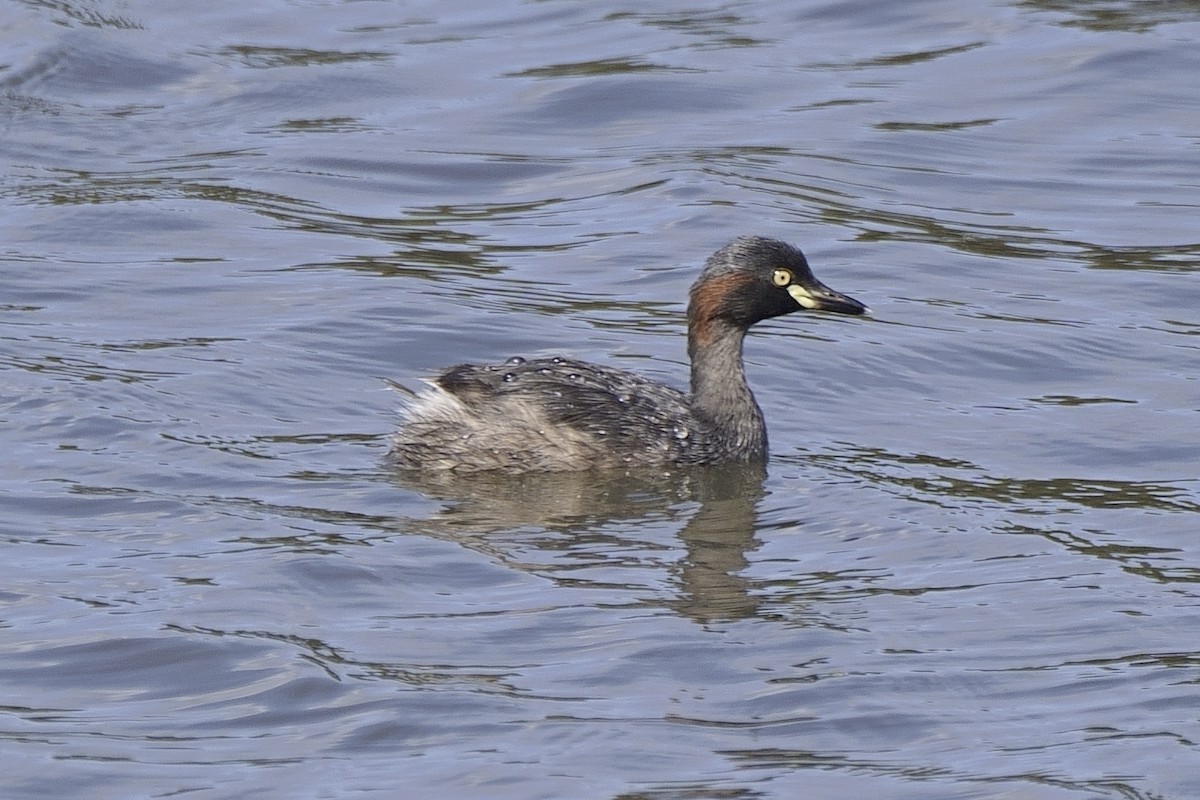 Australasian Grebe - ML616682649