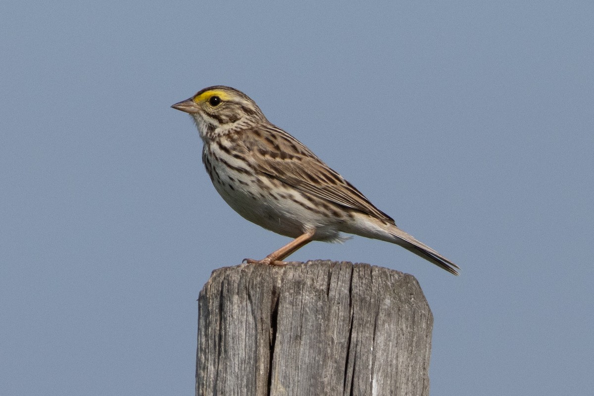Savannah Sparrow - ML616682654