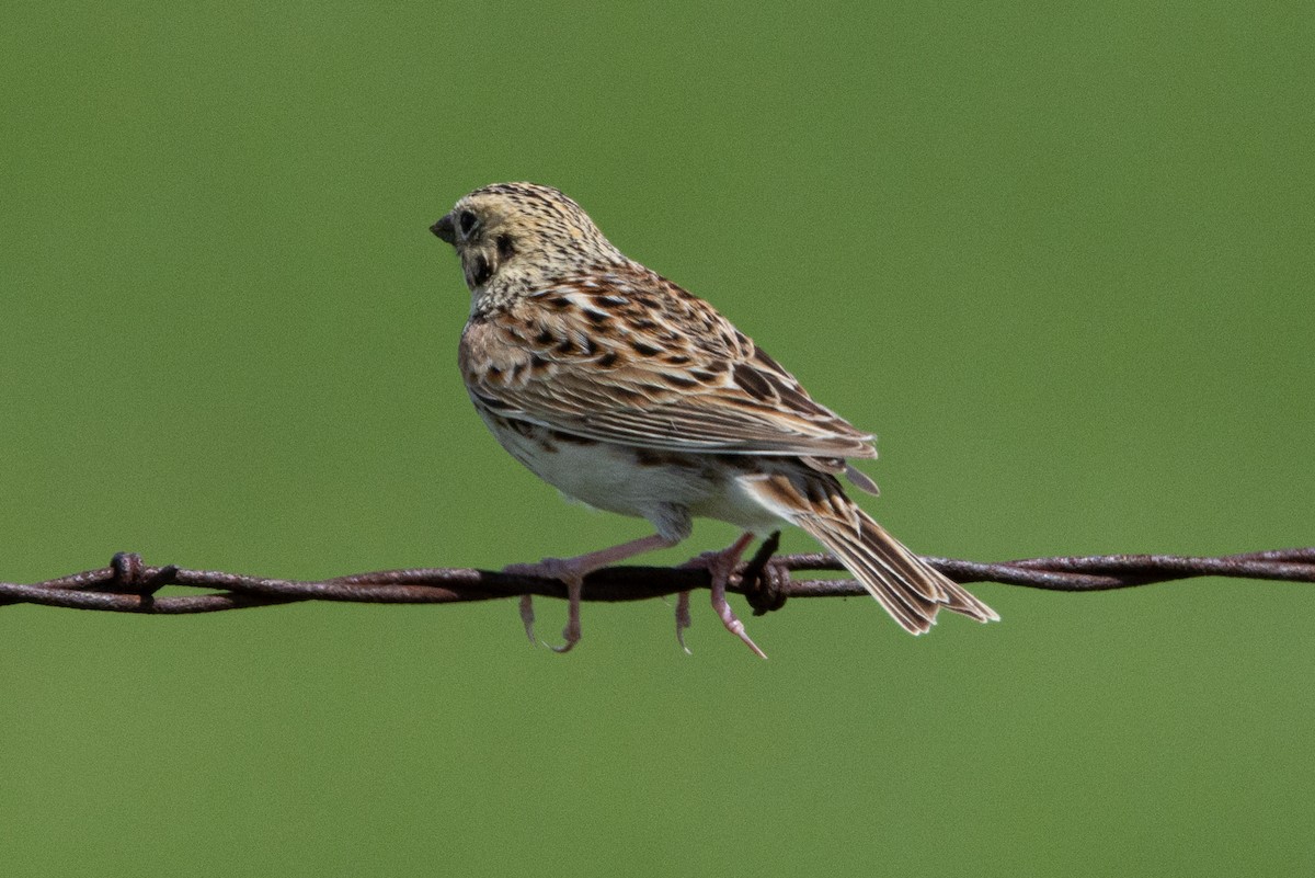 Baird's Sparrow - ML616682665