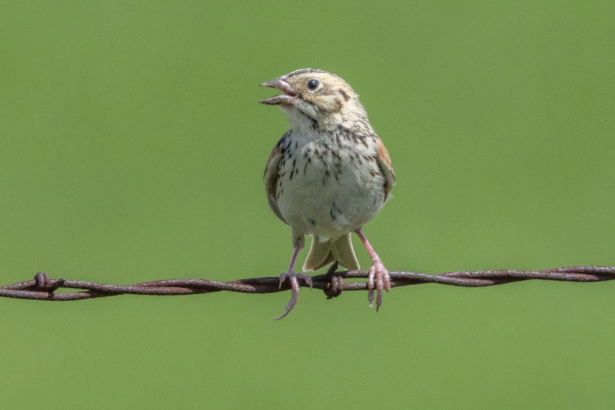 Baird's Sparrow - ML616682666