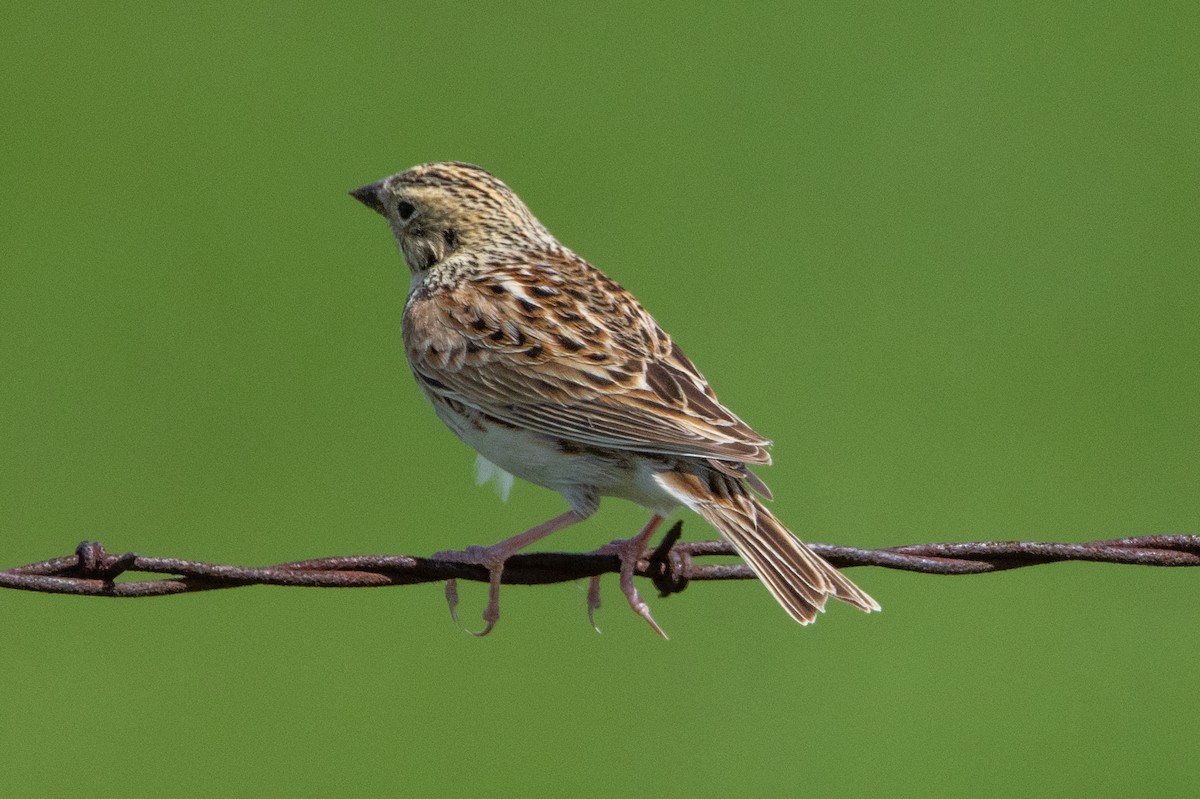 Baird's Sparrow - Robert Raffel