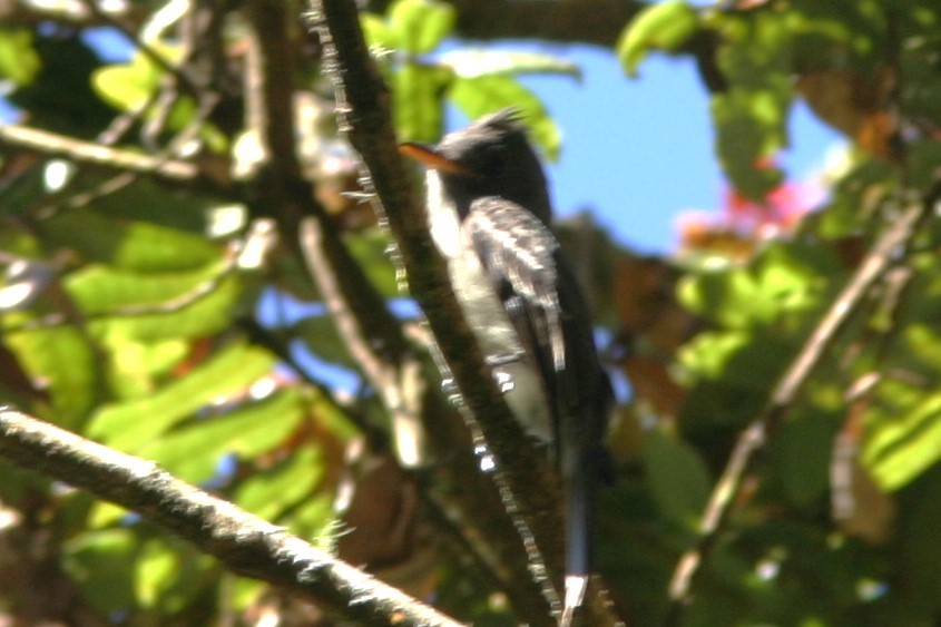 Dark Pewee - Brad Benter