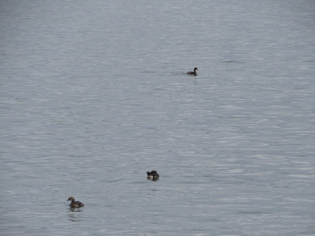 Eared Grebe - Amy West