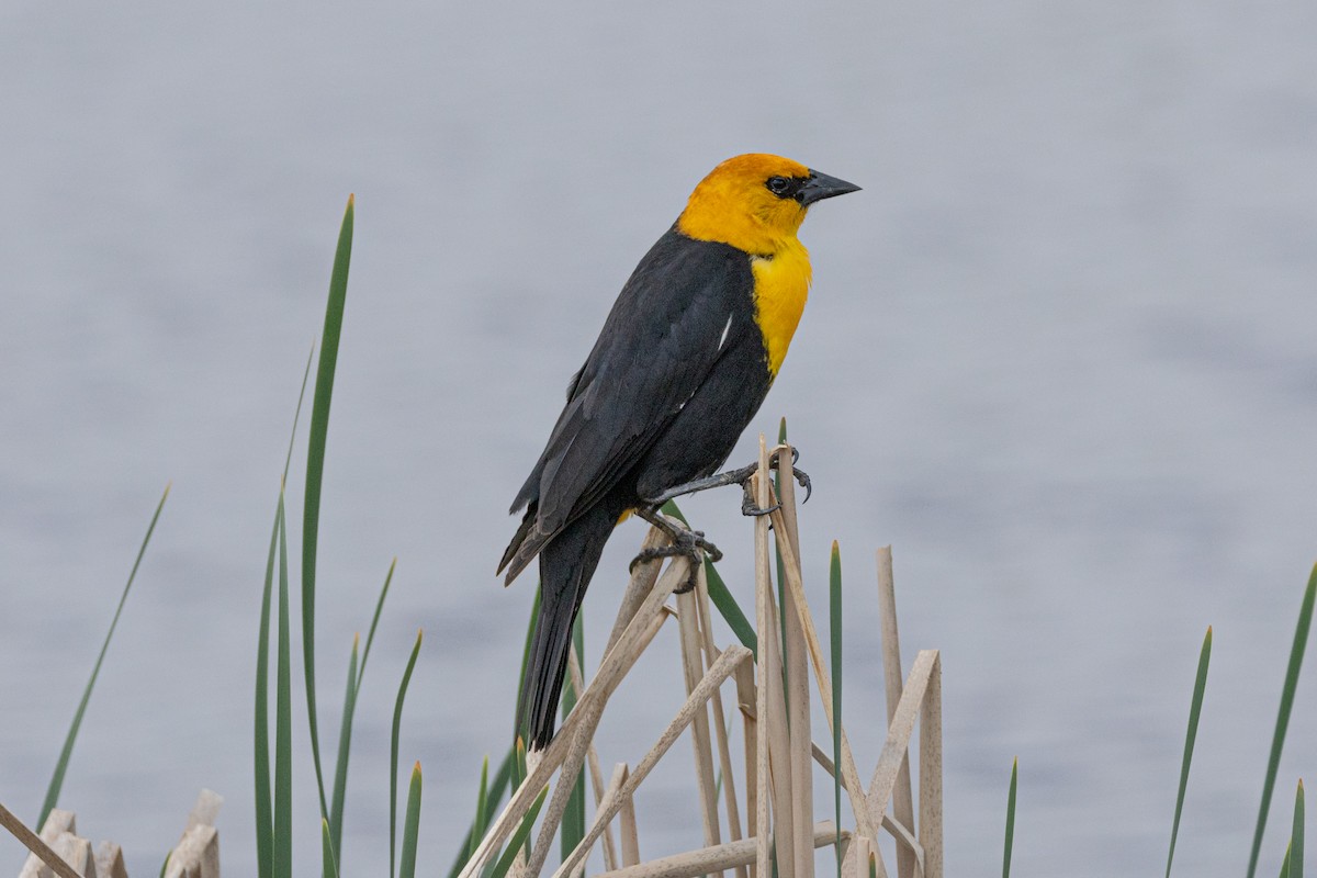 Yellow-headed Blackbird - ML616682709