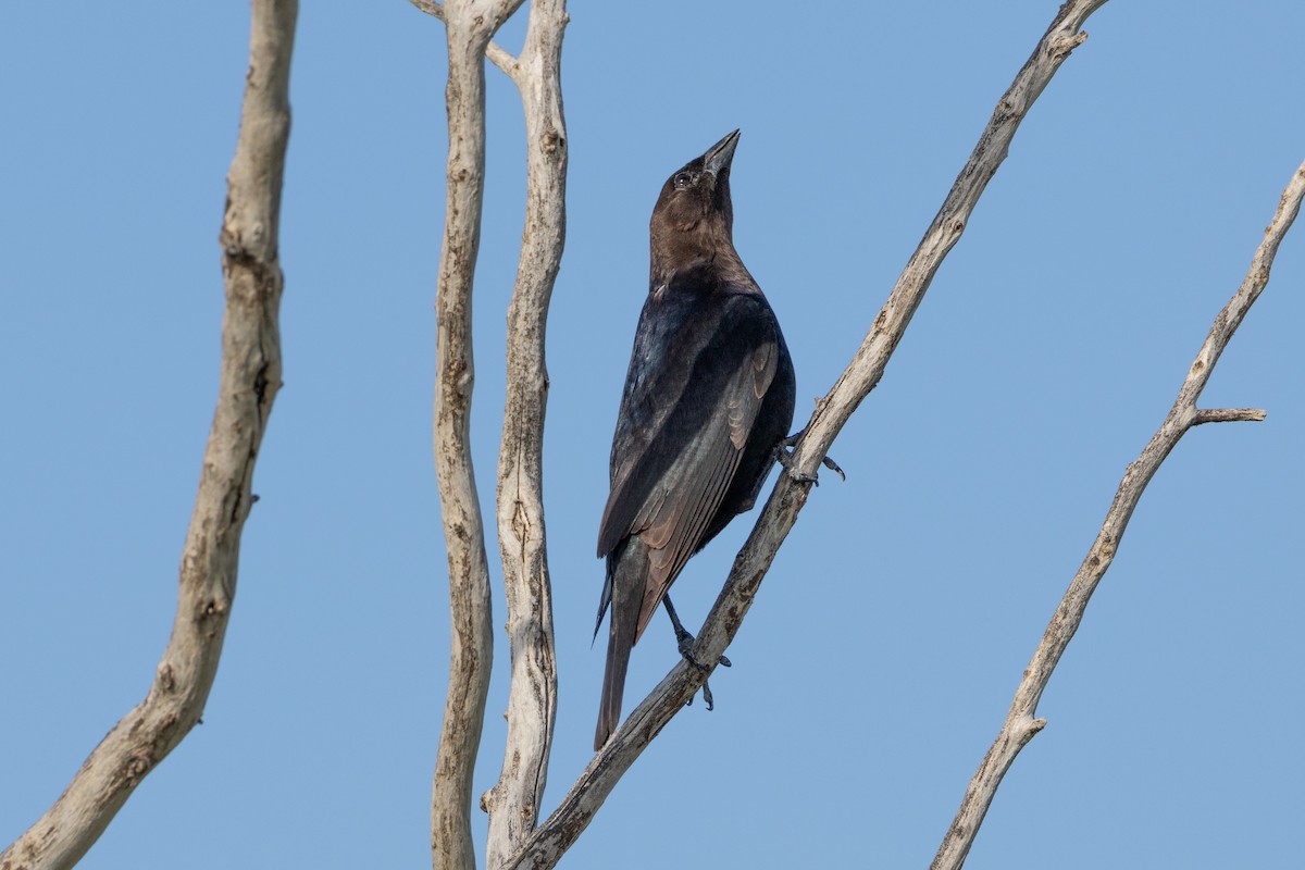 Brown-headed Cowbird - ML616682733