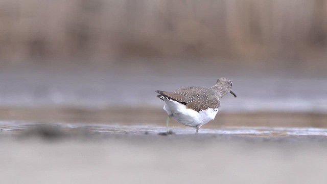 Green Sandpiper - ML616682769