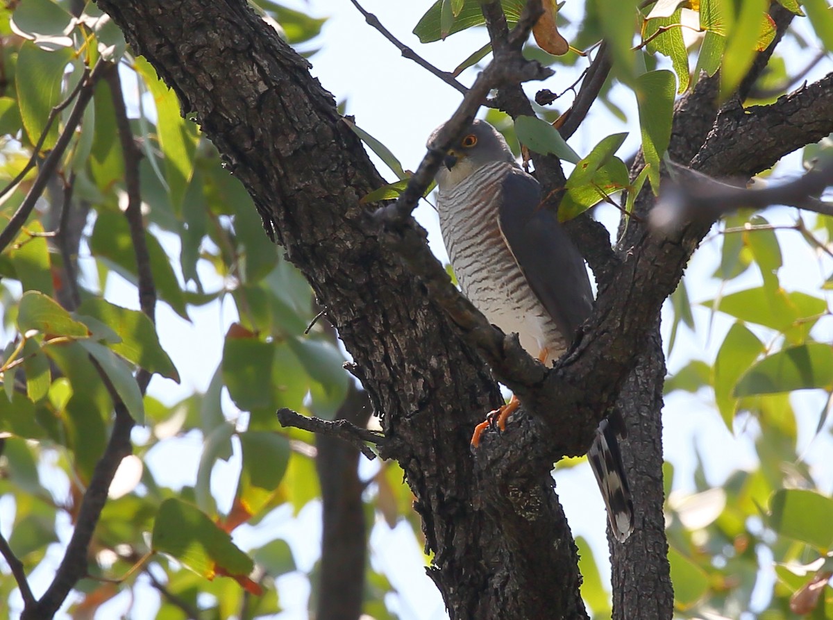 Little Sparrowhawk - ML616682824