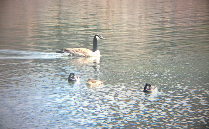 Ring-necked Duck - ML616682840