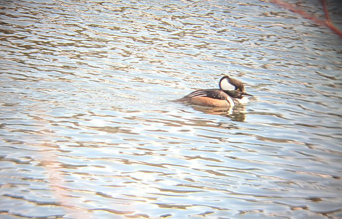 Hooded Merganser - ML616682867