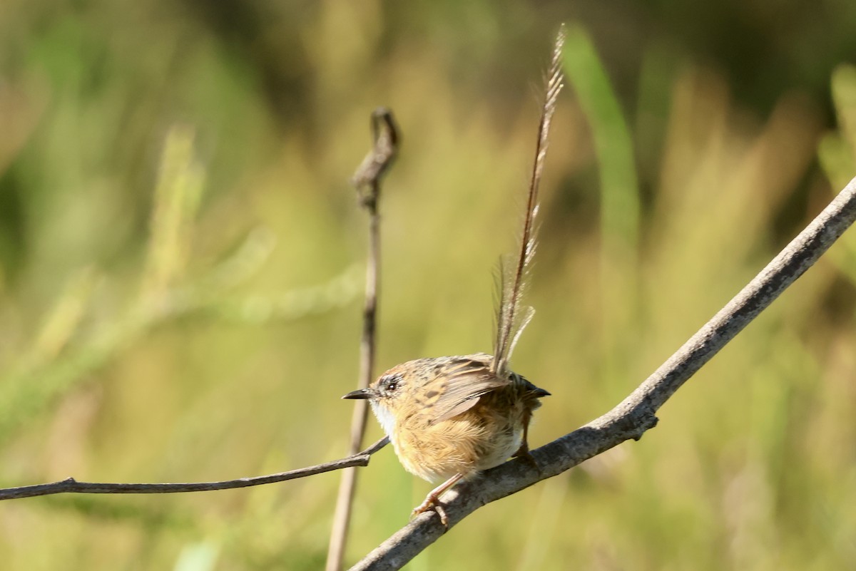 Southern Emuwren - ML616682873