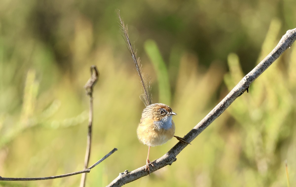 Southern Emuwren - ML616682875