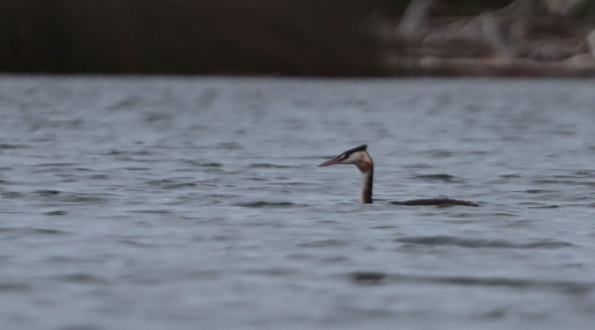 Great Crested Grebe - ML616682888