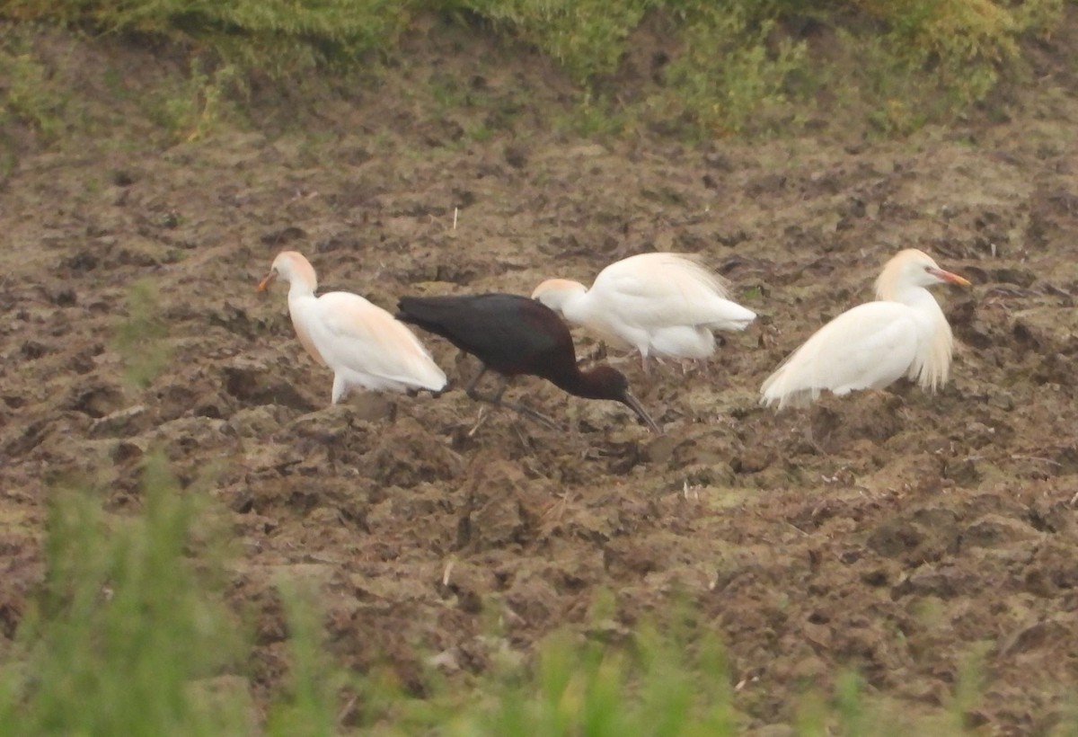 Glossy Ibis - ML616682894