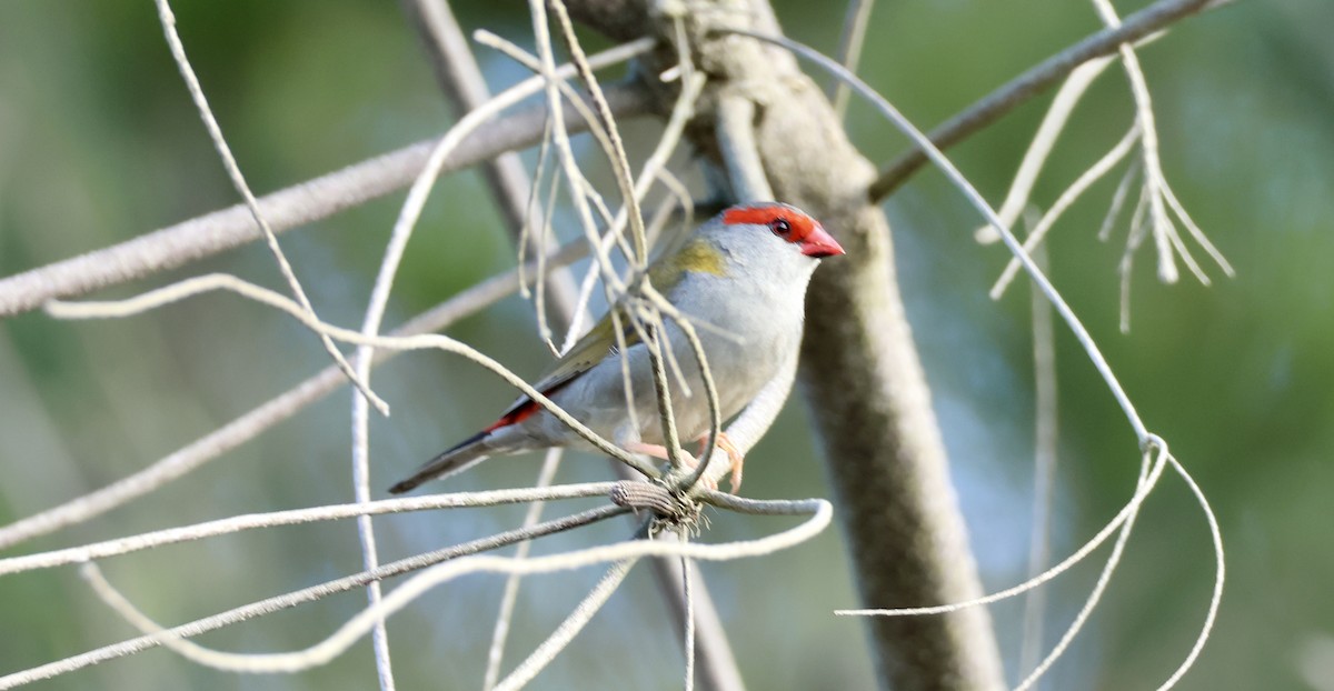 Red-browed Firetail - ML616682898