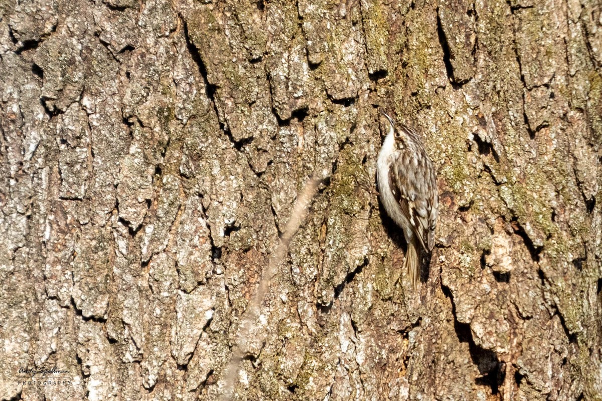 Brown Creeper - ML616682905