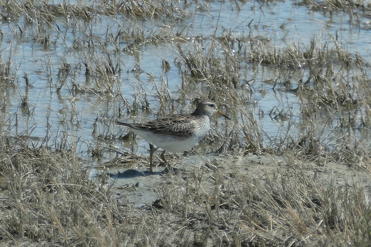 Bécasseau à poitrine cendrée - ML616682909