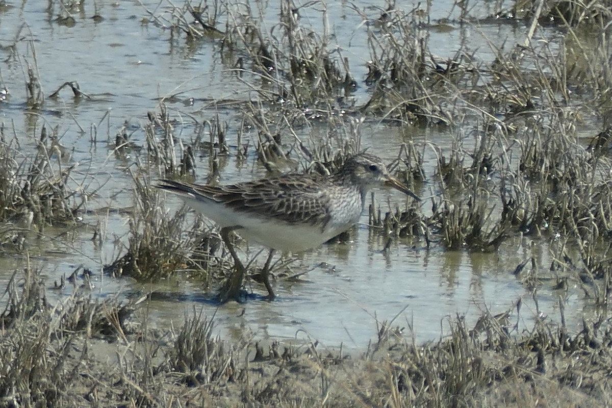 Орог элсэг - ML616682911