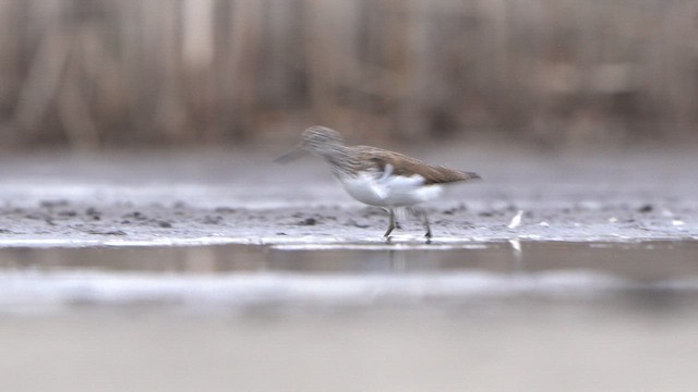 Green Sandpiper - ML616682917