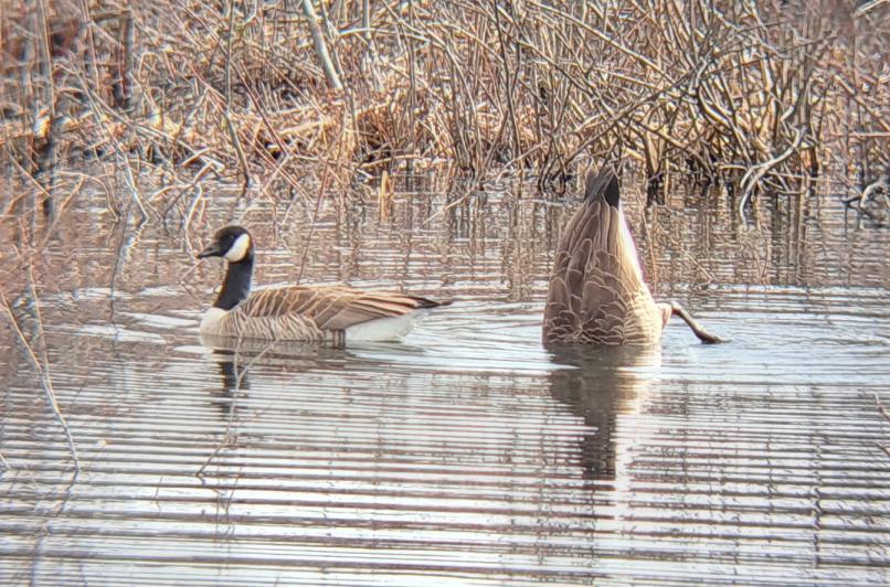 Canada Goose - Joey Morlan