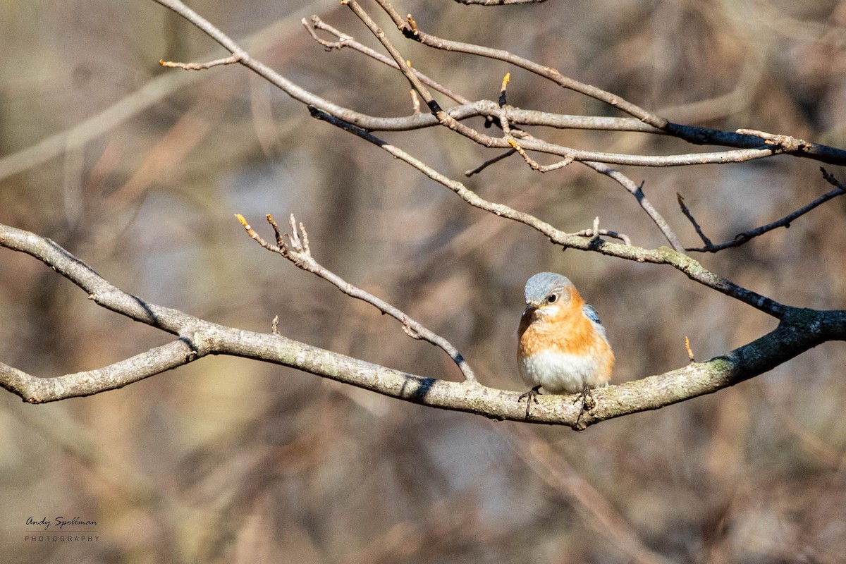 Eastern Bluebird - ML616682919