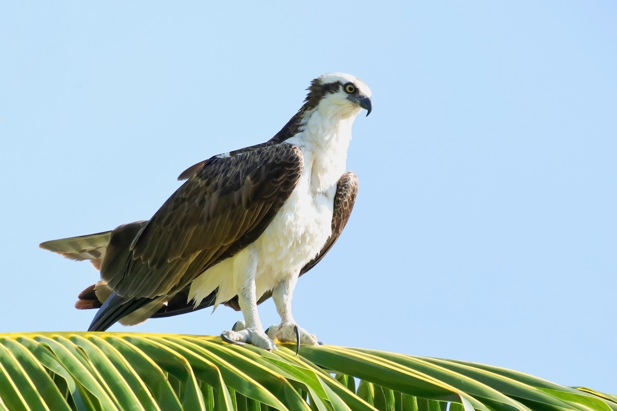 Osprey - ML616682930