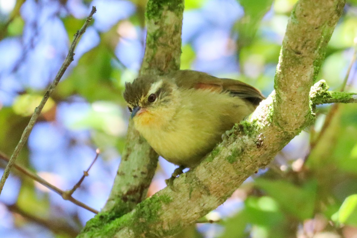 Olive Spinetail - Fernando Torres