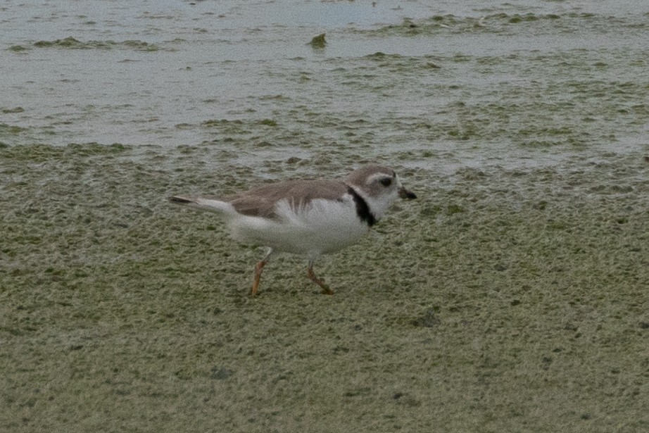 Piping Plover - ML616682937