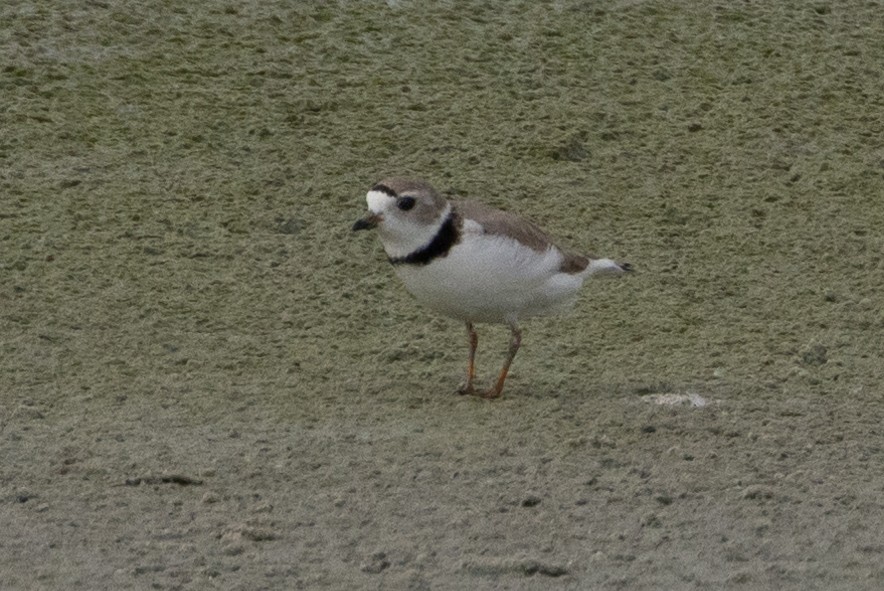 Piping Plover - ML616682938