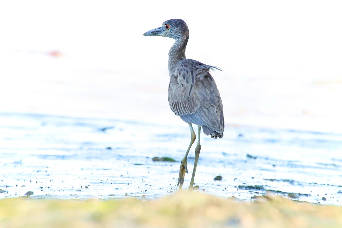 Yellow-crowned Night Heron - ML616683084