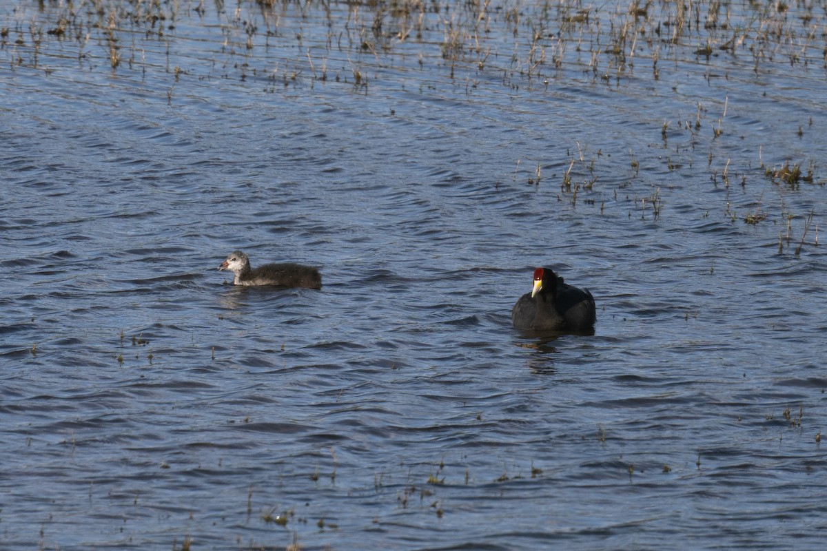 Slate-colored Coot - ML616683125