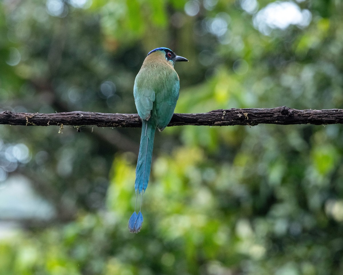 Lesson's Motmot - ML616683142