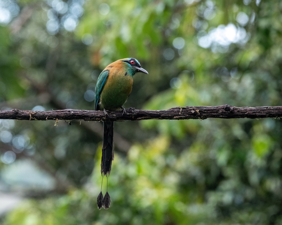 Lesson's Motmot - Rich and Lynne Glassford