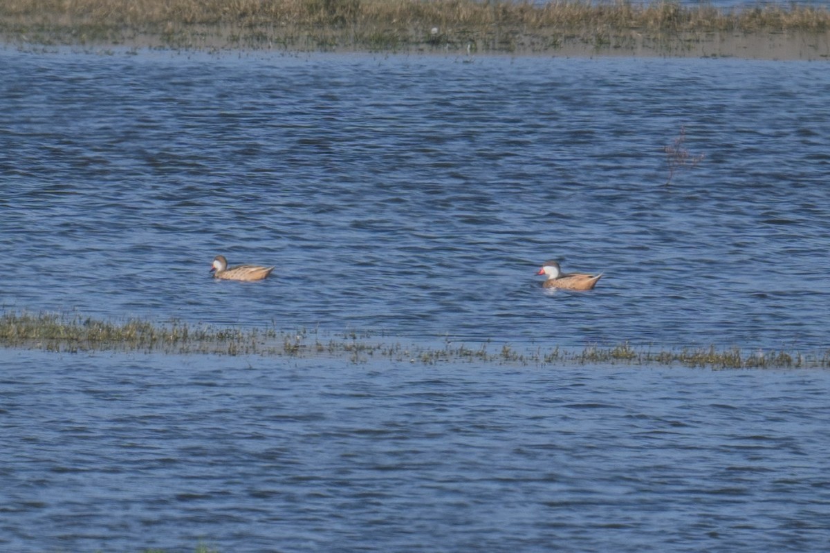 White-cheeked Pintail - ML616683160