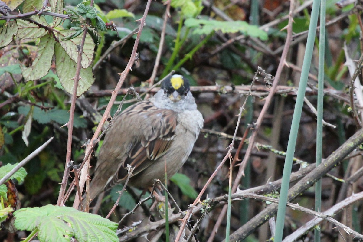 Golden-crowned Sparrow - ML616683173