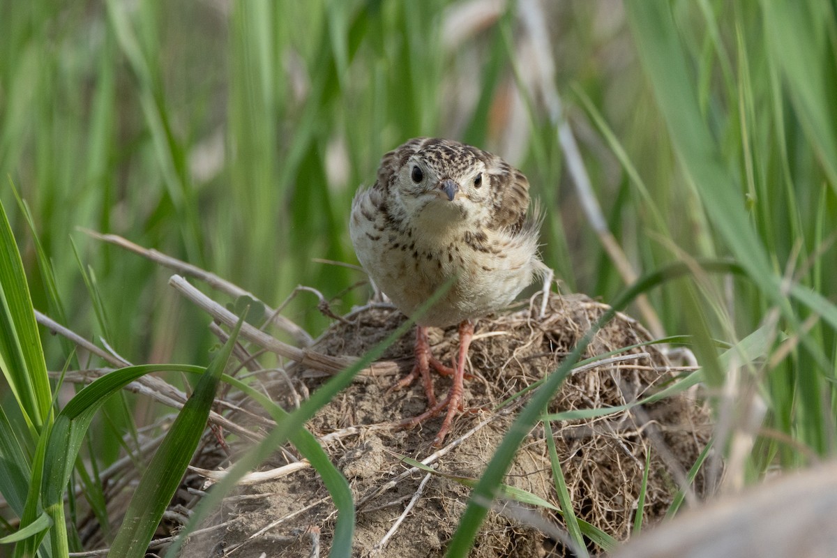 Sprague's Pipit - ML616683180