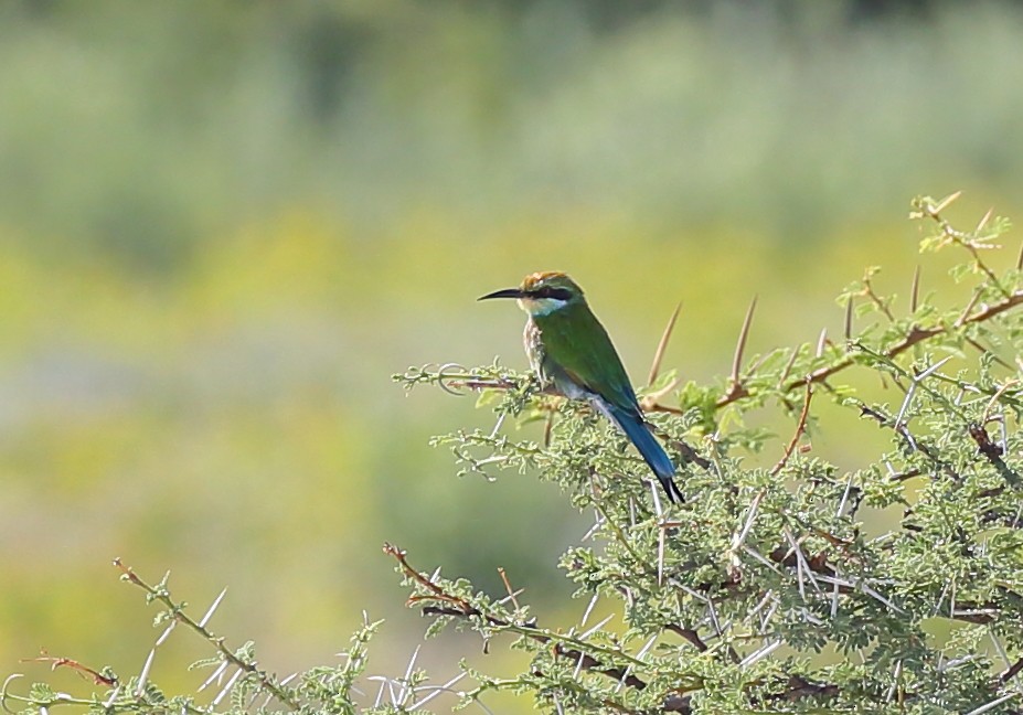 Swallow-tailed Bee-eater - Yannick FRANCOIS