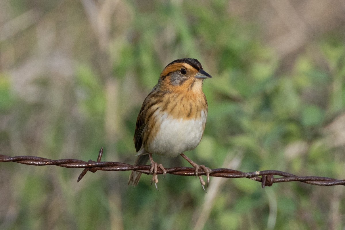 Nelson's Sparrow - ML616683235