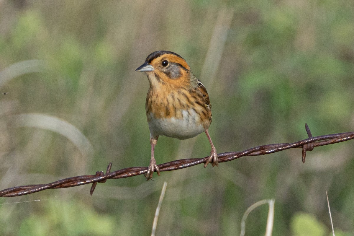 Nelson's Sparrow - ML616683236