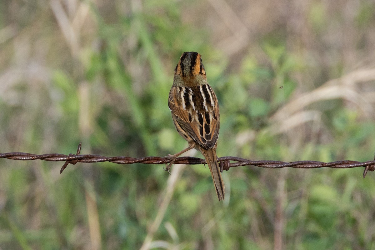 Nelson's Sparrow - ML616683238