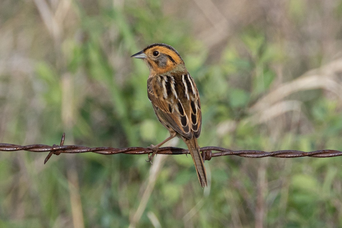 Nelson's Sparrow - ML616683239