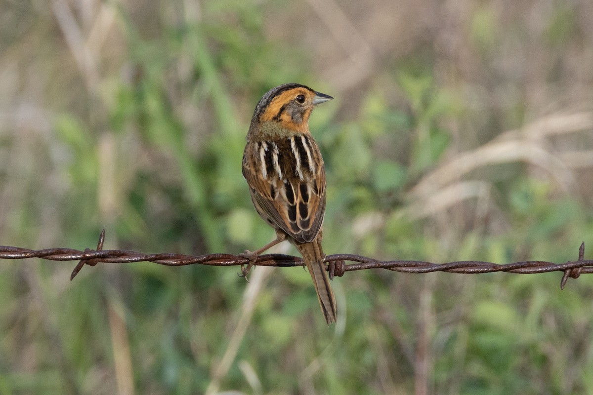 Nelson's Sparrow - ML616683240