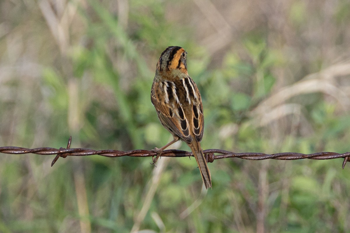 Nelson's Sparrow - ML616683242