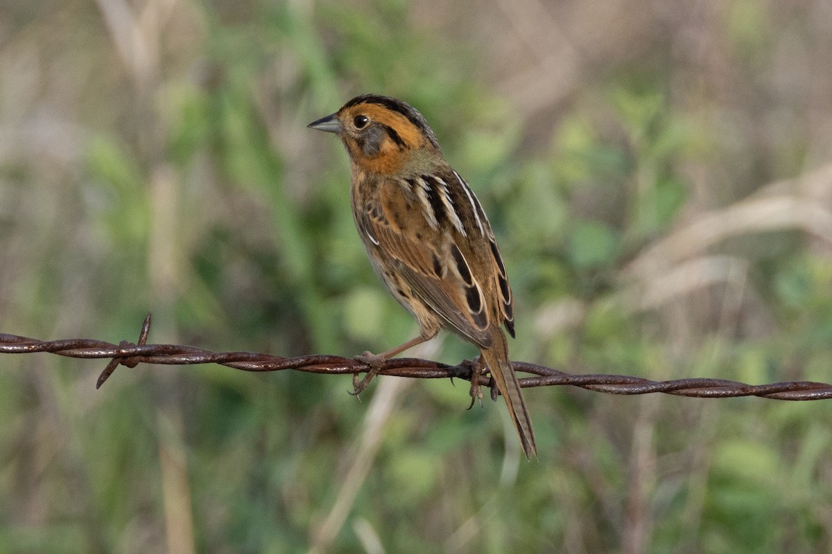 Nelson's Sparrow - ML616683244